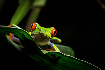 Fascinating wildlife, Vibrant red-eyed frog, Amazing nature, National Geographic HD wallpaper
