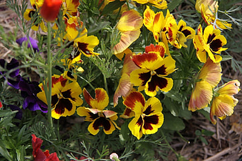 Flowers, Pansies, Close-Up, Greens HD wallpaper