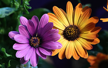 African Daisies, colors, pretty, african Dasy, flower HD wallpaper
