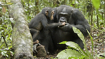 Chimpanzee portrait, Primate wonder, Animal HD wallpaper
