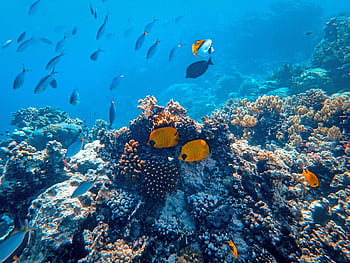 Colorful coral reef teeming with tropical fish underwater, showcasing marine biodiversity. HD wallpaper