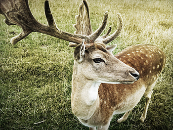 Animals, Muzzle, Deer, Horns HD wallpaper