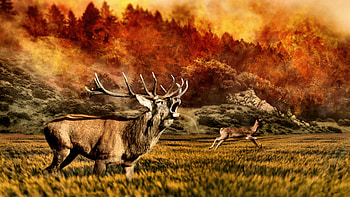 Elk Running From Forest Fire, elk, forest fire, animal, graphy, beautiful, wide screen, wildlife, deer HD wallpaper