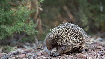 Quirky echidna, Australian native, Endearing spines, Background HD wallpaper