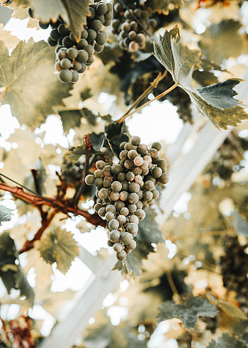 Leaves, Vine, Grapes, Miscellanea, Miscellaneous, Ripe, Bunch HD phone wallpaper
