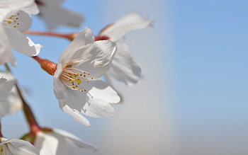 Flowers, Sky, Macro, Bloom, Flowering, Color, Spring HD wallpaper