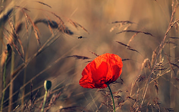 Plants, Flowers, Poppies HD wallpaper