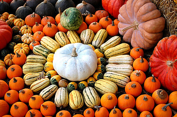 Food, Pumpkin, Lot, Zucchini HD wallpaper