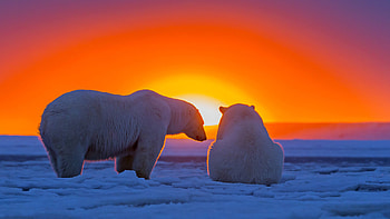 Extensive polar bear , Various options, Beautiful , quality HD wallpaper