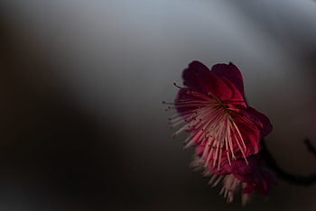 Pink, Sakura, Flower, Macro, Close-Up HD wallpaper