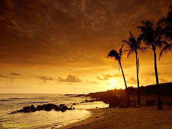 Landscape, Sunset, Sea, Palms HD wallpaper