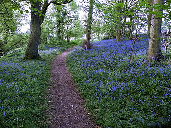Bluebells Flowers, trees, flowers, bluebells, forest HD wallpaper