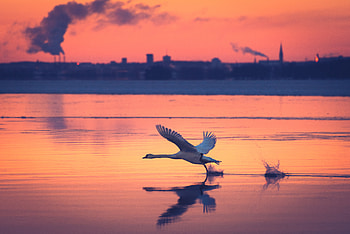 Swan Take Off, swan, birds HD wallpaper