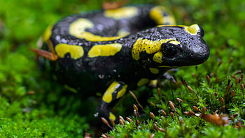 Ancient salamander fossil, Amphibian origins, Syfy wire insights, Evolutionary secrets HD wallpaper