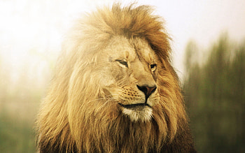 Animals, To Lie Down, Lie, Lion, Predator, Mane HD wallpaper