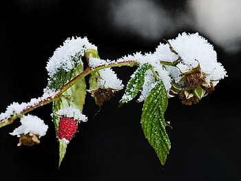Winter, Food, Snow, Raspberry, Branch HD wallpaper