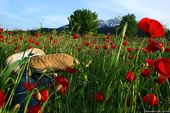 Farm, trees, nature, flowers HD wallpaper
