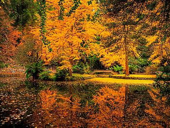 Colorful autumn, colorful, reflection, fall, colors, autumn, nature, forest HD wallpaper