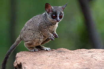 Bush Baby (Galago), Lesser galago species, African wildlife, Africa Geographic HD wallpaper