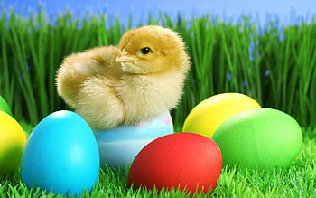 Animals, Birds, Chicks HD wallpaper