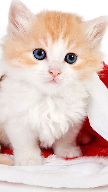 Kitten background, Cute feline HD phone wallpaper