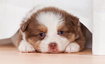 Dog, sweet, pay, dogs, puppies, cute, beautiful, beauty, playful, playful dog, puppy, dog face, pretty, animals, face, bubbles, lovely HD wallpaper