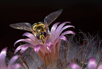 Pretty Pink, garden, pink flowers, bee HD wallpaper