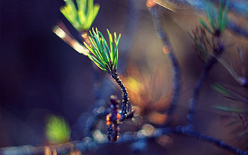 Macro, Greens, Needles, Bokeh, Boquet, Sprout, Twig, Sprig HD wallpaper