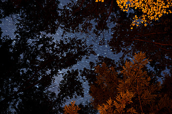 Nature, Trees, Stars, Blur, Smooth, Starry Sky, Branches HD wallpaper