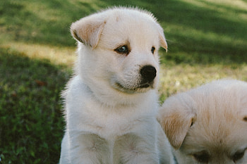 Animals, Dog, Muzzle, Nice, Sweetheart, Puppy HD wallpaper