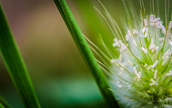 Grass, Drops, Flower, Macro HD wallpaper