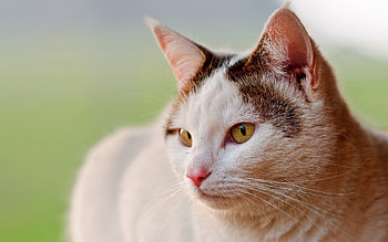 Animals, Cat, Muzzle, Spotted, Spotty, Sight, Opinion HD wallpaper