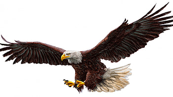 Eagle, animal, fly, bird HD wallpaper