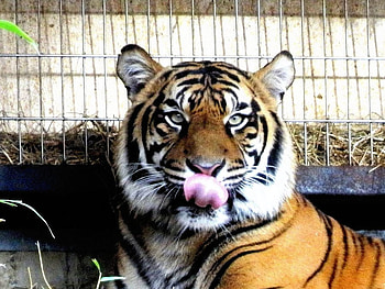 you look yummy, tiger, animals, cat, funny, wild HD wallpaper