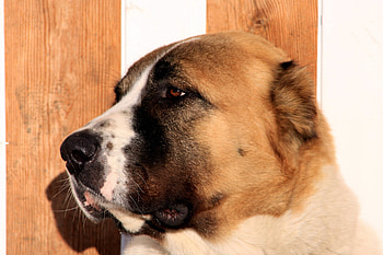 Alabai, Alabai Hund, Dog muzzle, Hund 703 HD wallpaper