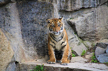 Animals, Rocks, Young, Tiger, Wildcat, Wild Cat, Joey HD wallpaper