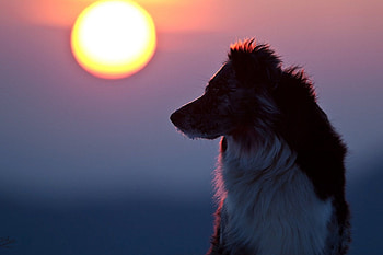 Dog, sweet, pay, dogs, puppies, cute, beautiful, beauty, playful, playful dog, puppy, dog face, pretty, animals, face, bubbles, lovely HD wallpaper