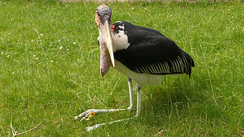 Marabou stork, Undertaker bird, Grass surroundings, Gdmpro footage HD wallpaper