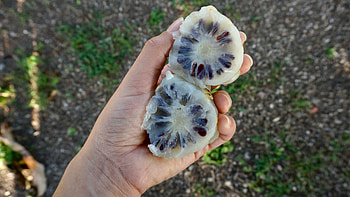 Noni Fruit, Plant characteristics, Tropical soil, Morinda citrifolia HD wallpaper