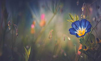 Blue Morning Glory Flower, flowers, blue HD wallpaper