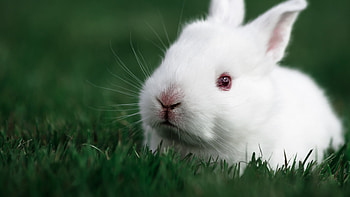 Cute Rabbit, rabbit, cute, animals HD wallpaper