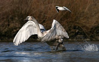 Animals, Water, Spray, Splash, Wings, Swan, Mud, Dirt, Wave, Sweep HD wallpaper
