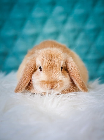 Bunny, eye, head, egg, rabbit, easter, cute HD phone wallpaper