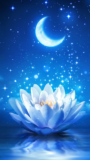 artistic, flower HD phone wallpaper