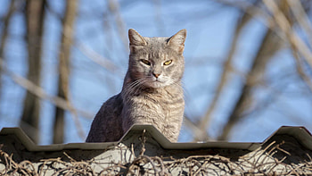Yellow Eyes Cat Light Ash White Cat Is Sitting In Blur Sky Background Cat HD wallpaper