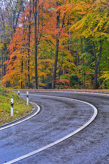 Nature, Trees, Autumn, Road, Markup HD phone wallpaper