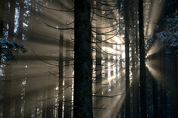Nature, Rays, Beams, Forest, Glow HD wallpaper