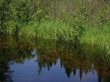 untitle25, water, reflexion, green HD wallpaper