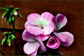 Flowers, flower buds, pink, nature, flower HD wallpaper