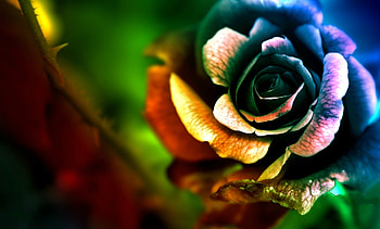 A Rose in the Rainbow Colors, Flowers, Colors, Rose, Rainbow HD wallpaper
